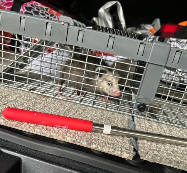 mice trappped