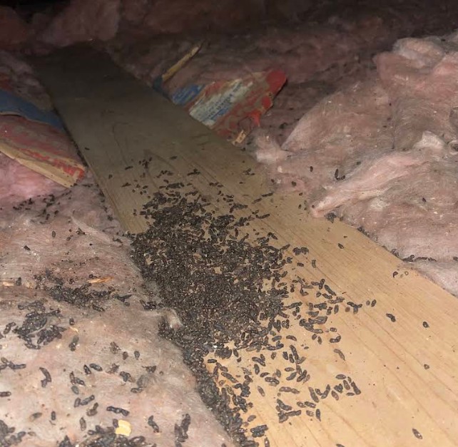 rat dropping in lincoln home