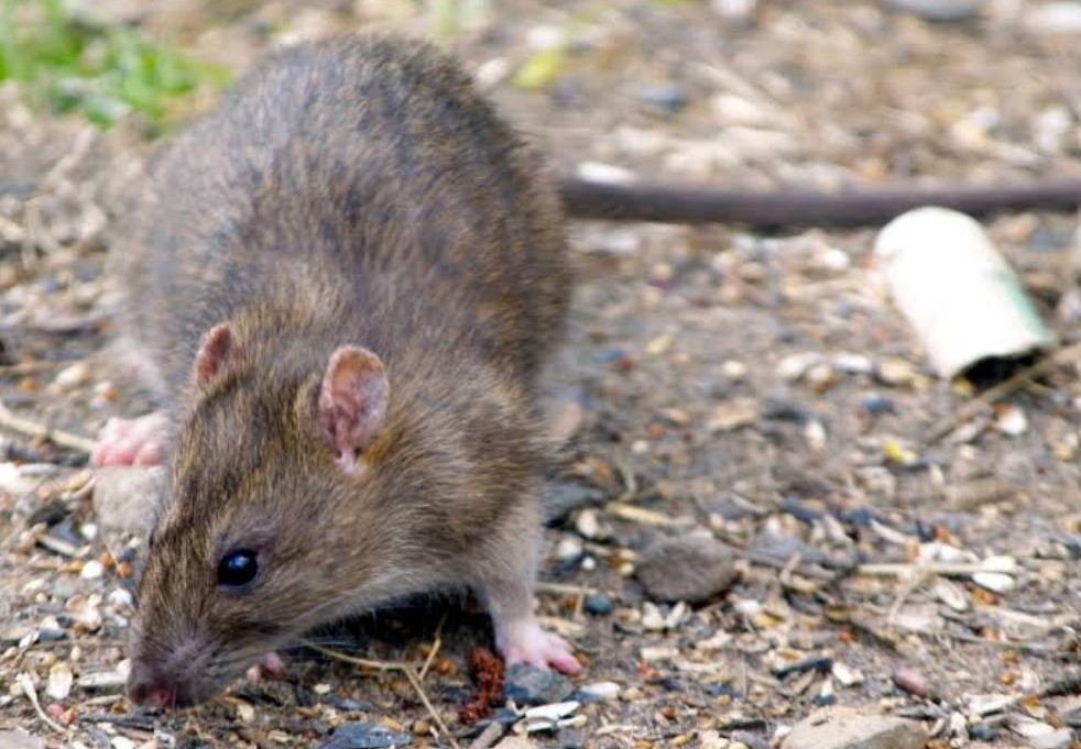 rat in lincoln home yard