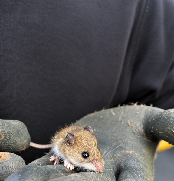 recently removed mice from lincoln home