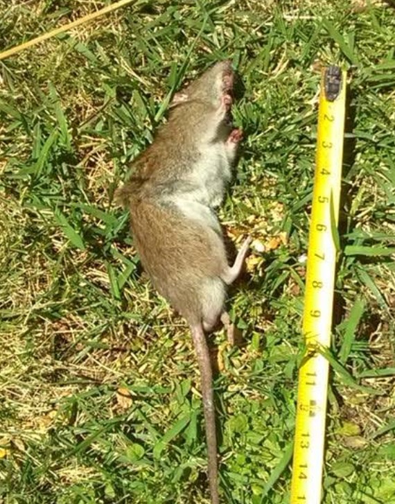 recently removed rat from lincoln home
