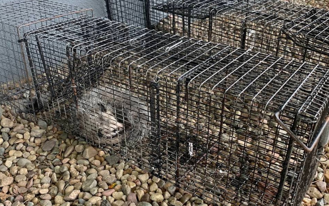 rodent trapped in lincoln home yard